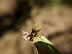 Umbonia spinosa