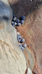Nerita melanotragus