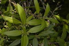 Notelaea longifolia