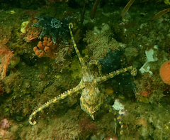 Hapalochlaena maculosa