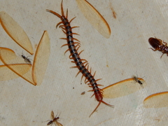 Scolopendra morsitans