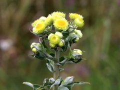 Helichrysum foetidum