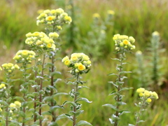 Helichrysum foetidum