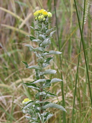 Helichrysum foetidum