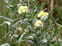 Helichrysum foetidum