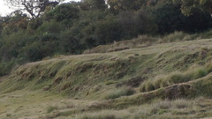 Panthera pardus kotiya