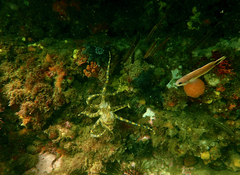 Hapalochlaena maculosa