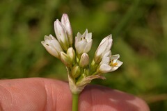 Nothoscordum gracile