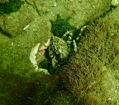 Hapalochlaena maculosa