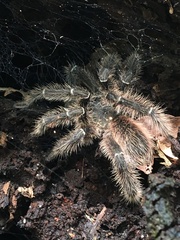 Lasiodora