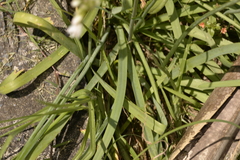 Nothoscordum gracile