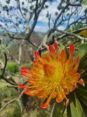 Protea roupelliae roupelliae