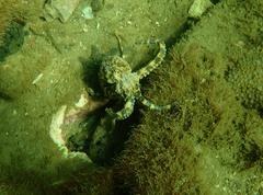 Hapalochlaena maculosa