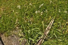 Nothoscordum gracile