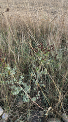 Hypericum perforatum