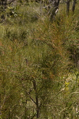 Hakea actites