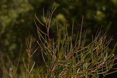 Hakea actites