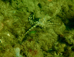 Hapalochlaena maculosa