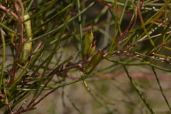 Hakea actites