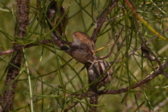 Hakea actites