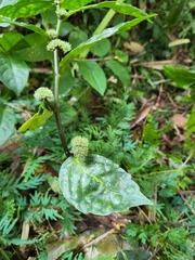 Elatostema