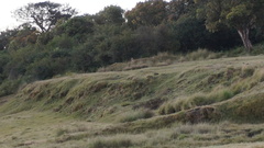 Panthera pardus kotiya