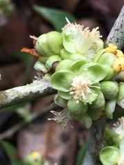 Doliocarpus lancifolius