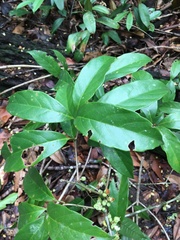 Doliocarpus lancifolius