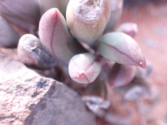 Curio radicans