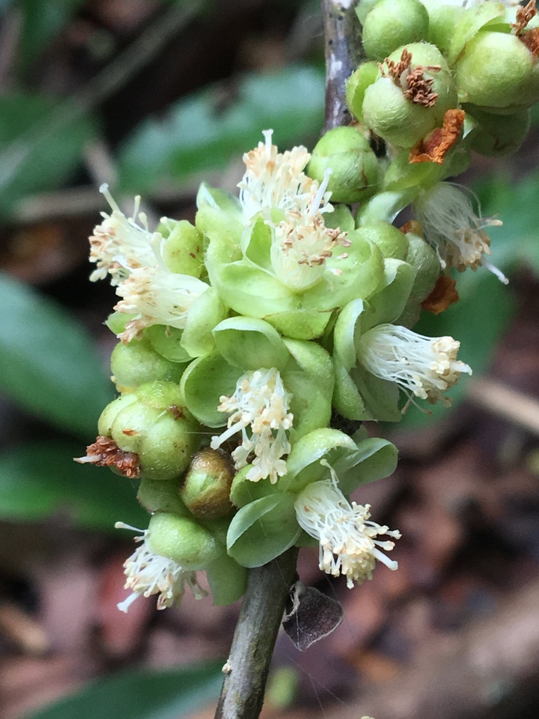 Doliocarpus lancifolius