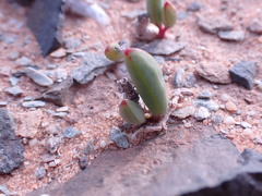 Curio radicans