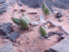 Curio radicans