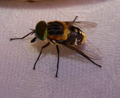 Scaptia auriflua