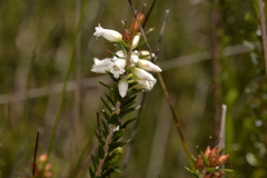 Epacris obtusifolia