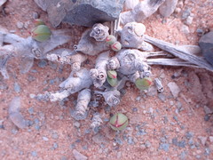 Curio radicans