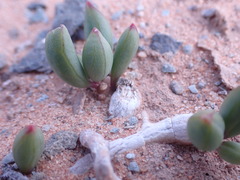 Curio radicans