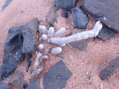 Anacampseros papyracea