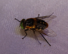 Scaptia auriflua
