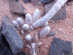 Anacampseros papyracea
