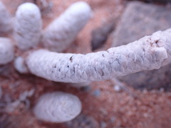 Anacampseros papyracea