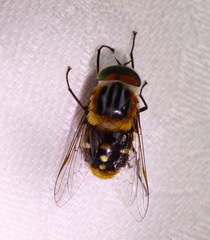 Scaptia auriflua