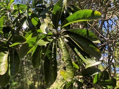 Planchonella pohlmaniana