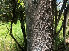 Planchonella pohlmaniana