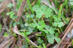 Hydrocotyle batrachium
