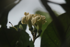 Anthocleista schweinfurthii