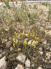 Angianthus tomentosus