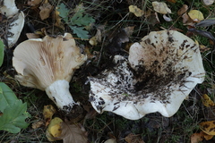 Lactarius controversus