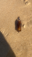 Scyliorhinus canicula