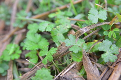 Hydrocotyle batrachium