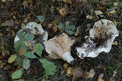 Lactarius controversus